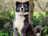 Of Imperial Kitsune