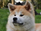 Of Imperial Kitsune