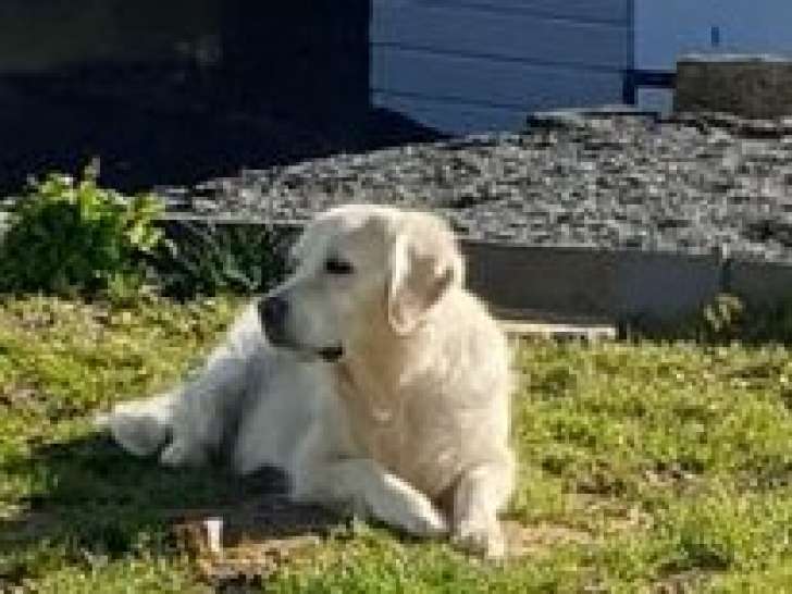 Des Goldens De Mo'