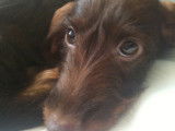 Dax Leonesse
