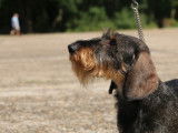 Dax Leonesse