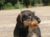 Dax Leonesse