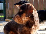 Dax Leonesse