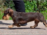 Dax Leonesse