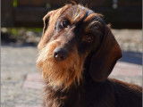 Dax Leonesse