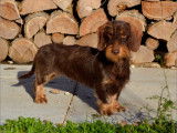 Dax Leonesse