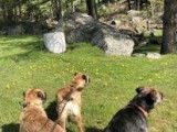 Jrasamuyr Border Terriers