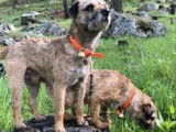 Jrasamuyr Border Terriers