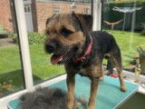 Jrasamuyr Border Terriers