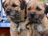Jrasamuyr Border Terriers