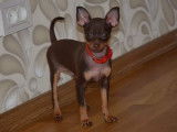 Des Princes Pinscher