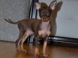 Des Princes Pinscher