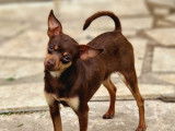 Des Princes Pinscher