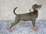 Des Princes Pinscher