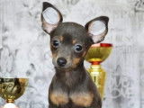 Des Princes Pinscher