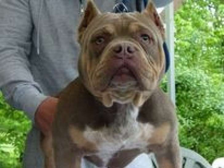 Perfect Bull Kennel Élevage d'American Bully à DeuillaBarre