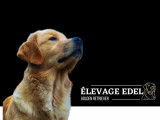 Élevage Edel golden retriever