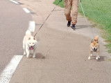 Banzai et Uzuki les beaux Mame Shiba confirmé