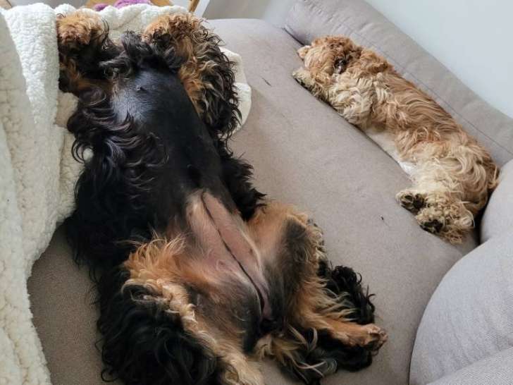Oups et Pistache font la sieste