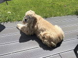 Elis’Animaux