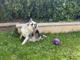 Elis’Animaux