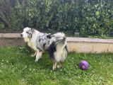 Elis’Animaux
