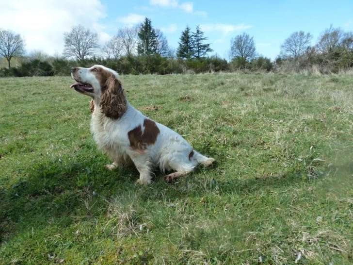 Centre Canin des Taravas