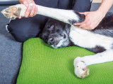 Cat&Dog Osteopathic Care