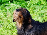 Centre Canin de l'Eau d'Heure
