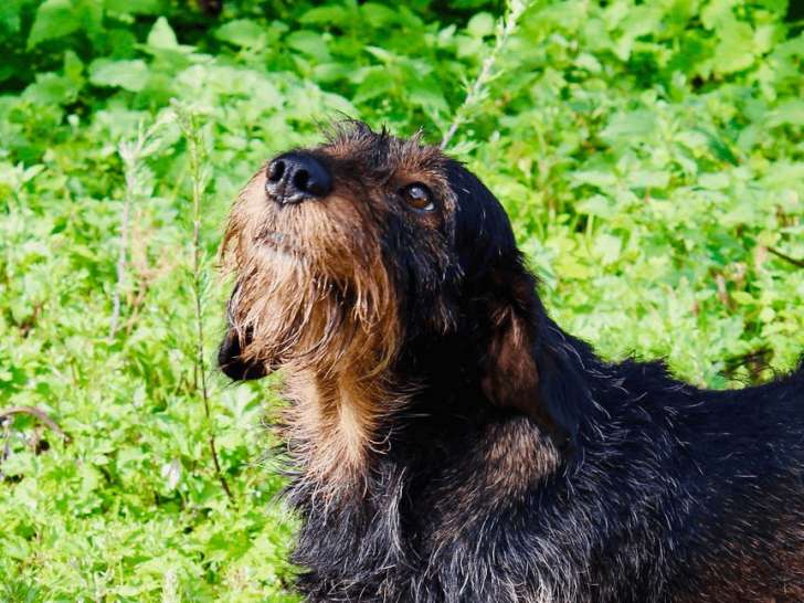Centre Canin de l'Eau d'Heure