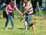 cours canin
