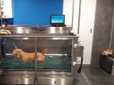 Revalidog