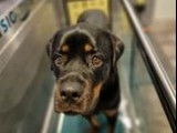 Revalidog