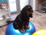 Revalidog