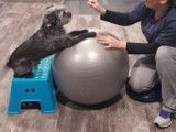 Revalidog