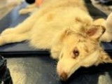 Revalidog