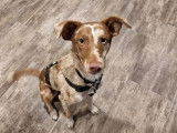 Revalidog