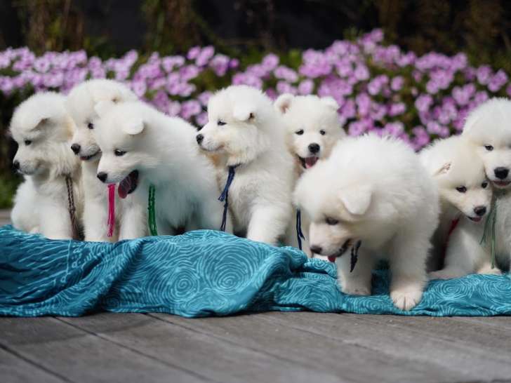 Les Sams de Hubersart