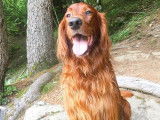 Mont Blanc Animaux Services