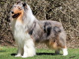 Silverblu Collies