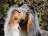 Silverblu Collies