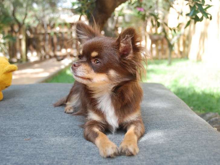 De la Pinède aux Oliviers