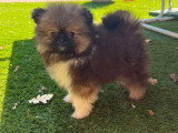 Du Royaume des Princes d'Eden