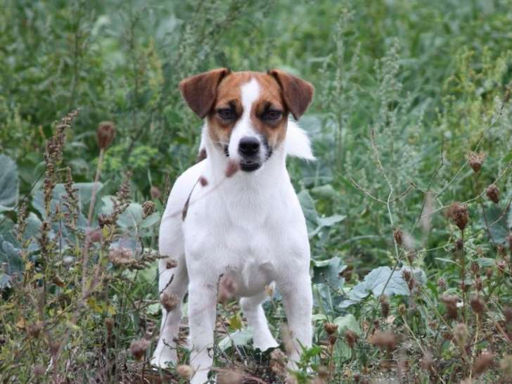 De la Halleboudière