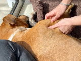 Animal Relax