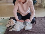 Animal Relax