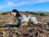 Du Terroir de Saintonge