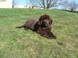 Newfiesdog