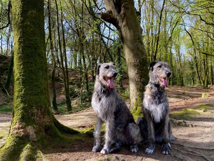 Irish wolfhound :notre élevage est situé en Bretagne