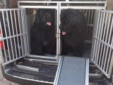 Les pattes d'ours